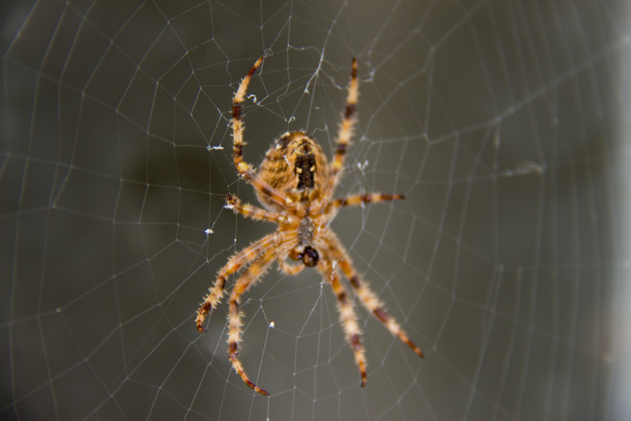 Araña Red Web - Foto gratis en Pixabay - Pixabay