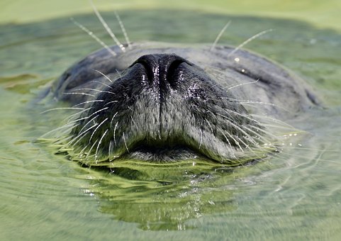 seal images pixabay download free pictures