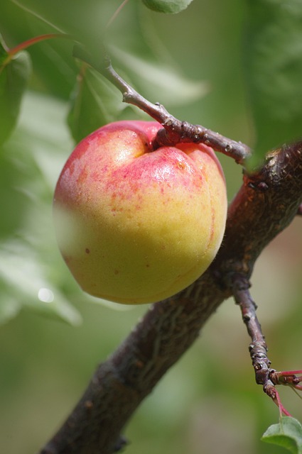 Free Apricot Fruit photo and picture