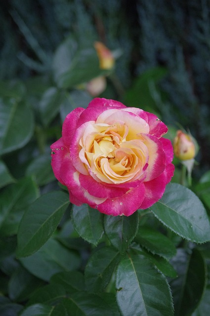 Free Pink Flowers photo and picture