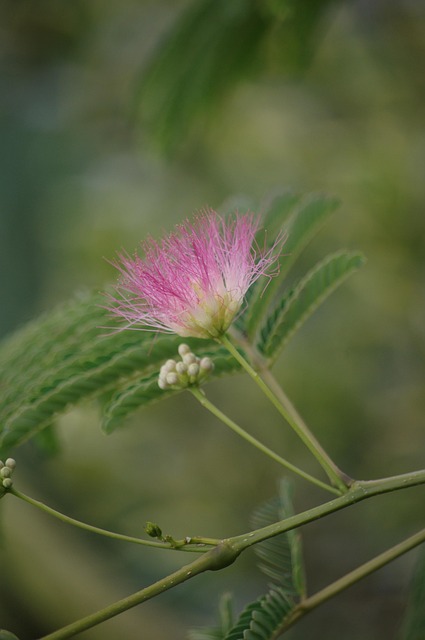 Free Albizia Silk Tree photo and picture