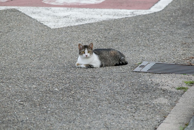 Katze, Straße, Haustier, Niedlich