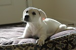 dog, pet, animal