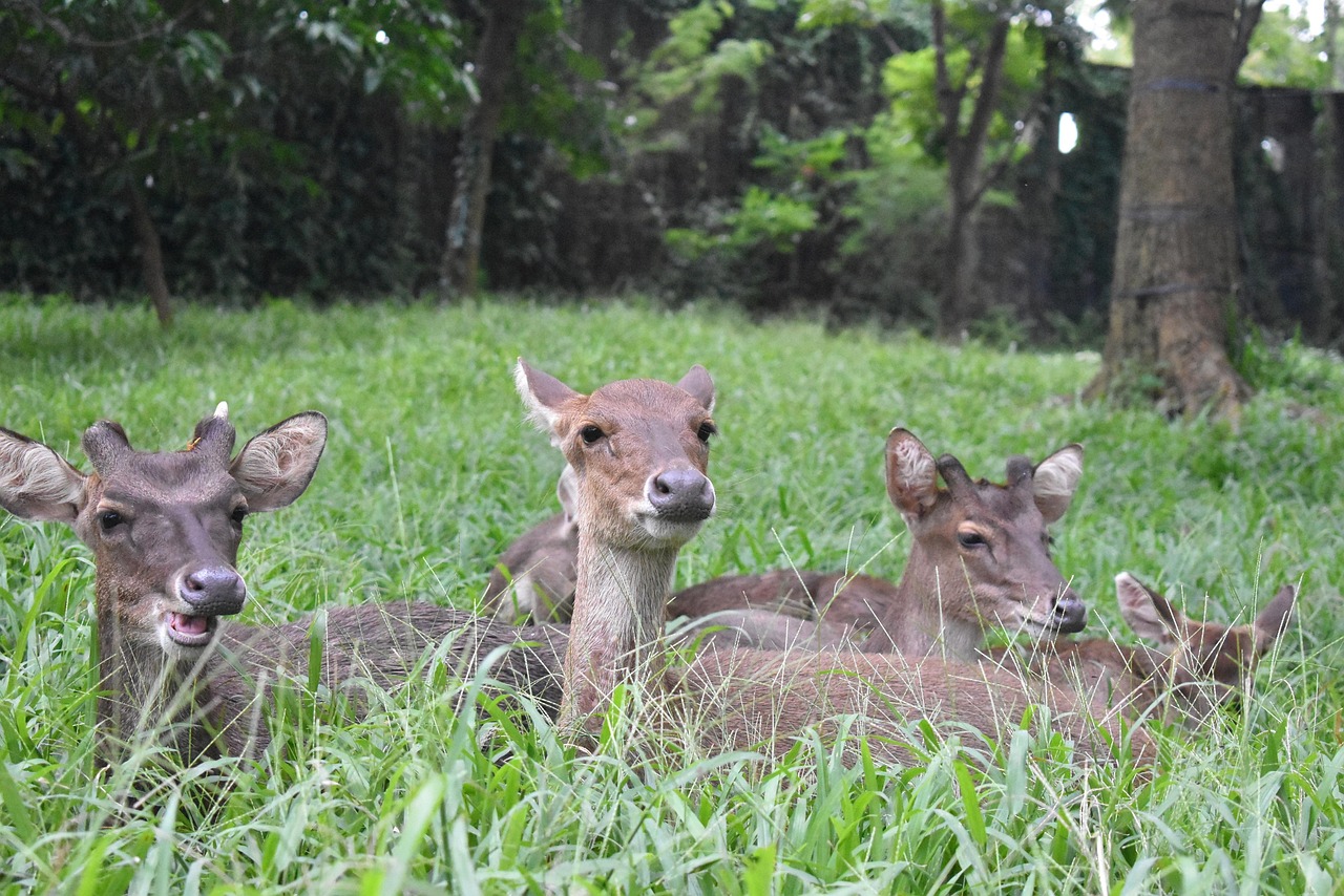 Deer - free online jigsaw puzzle photo