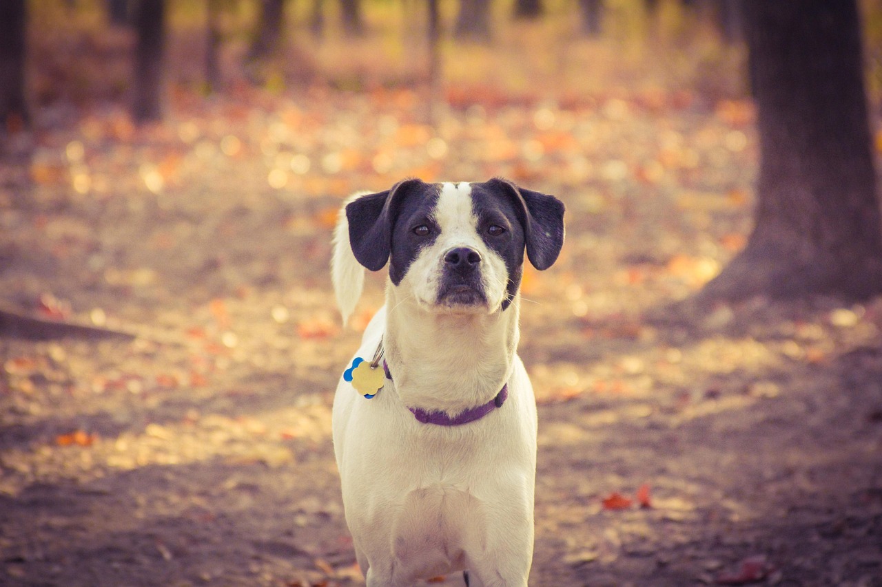 Cachorro Filhote De Bicho - Foto gratuita no Pixabay - Pixabay