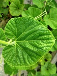 ridge gourd, leaf, plants