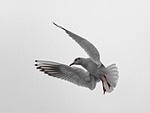 seagull, montreux, vaud