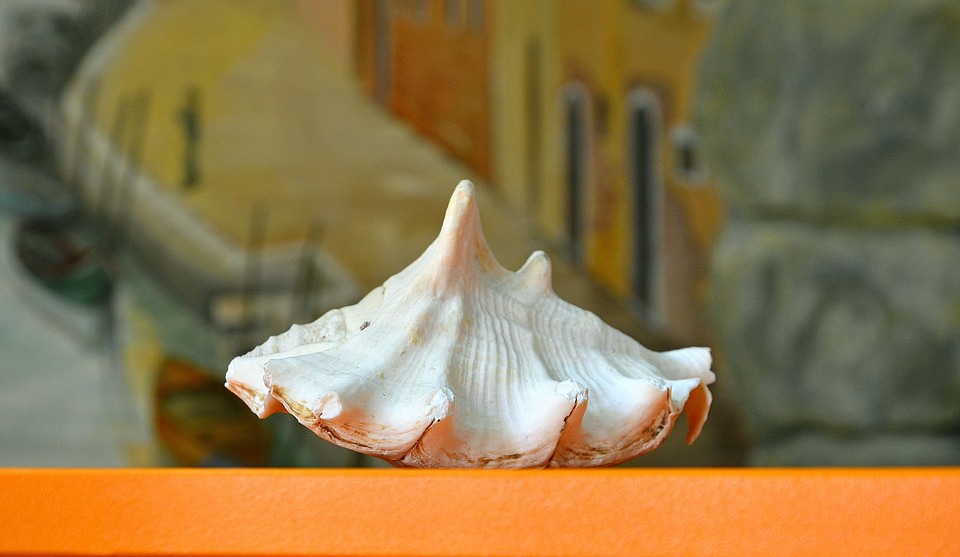 Shell Background Scene - Free photo on Pixabay - Pixabay
