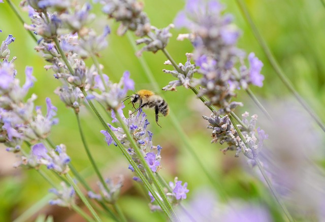 Free Bee Lavender photo and picture