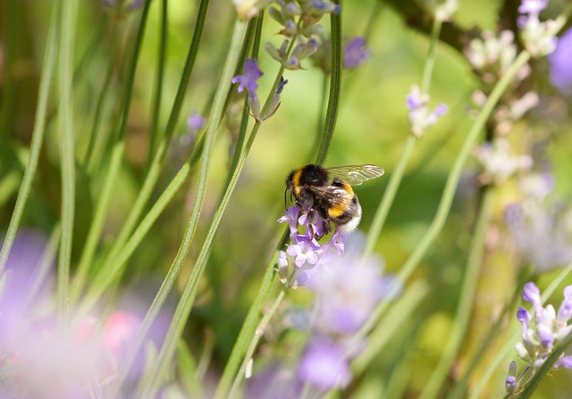 Free Bumblebee Nature photo and picture