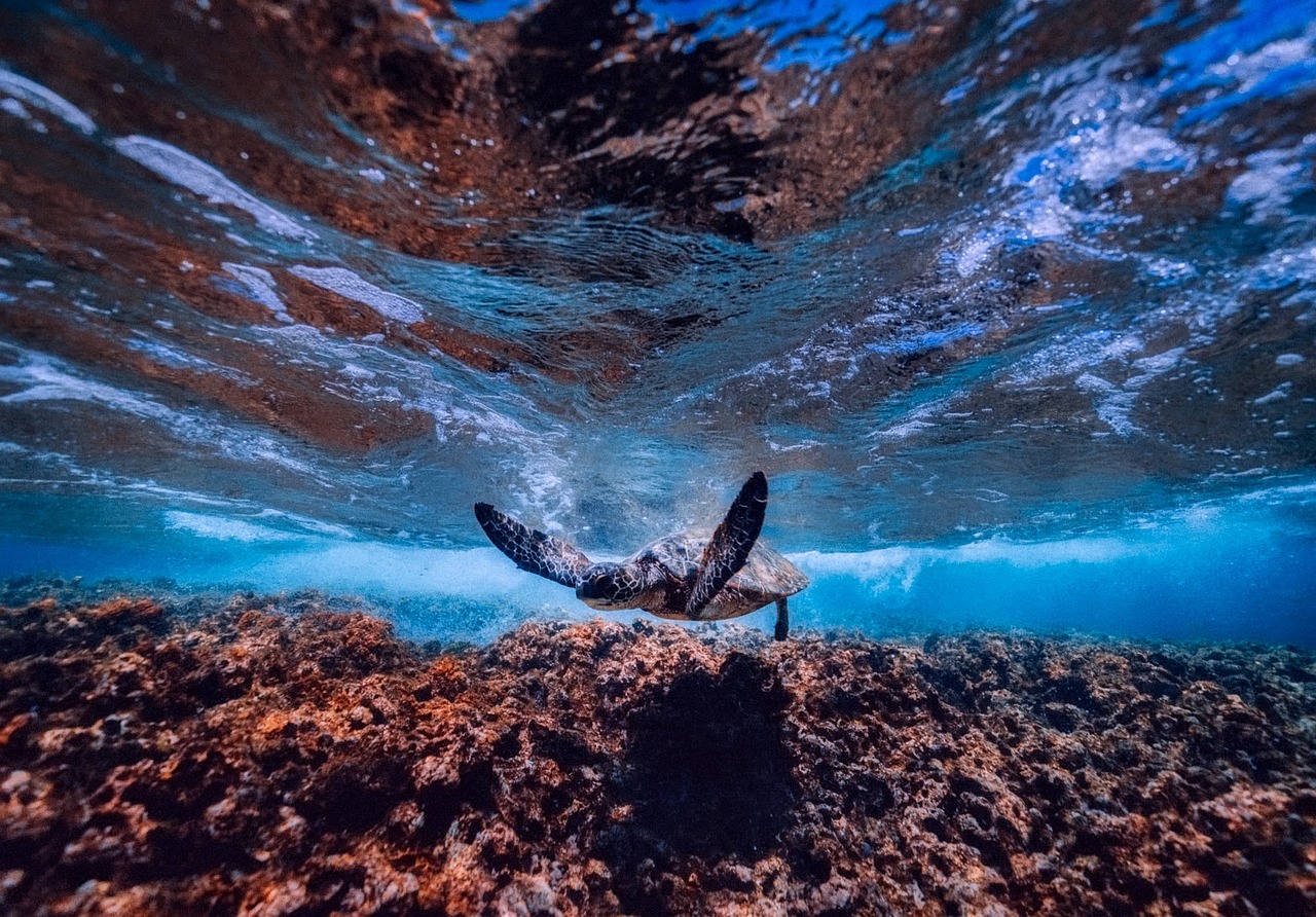 https://cdn.pixabay.com/photo/2017/07/04/12/26/sea-2470908_1280.jpg