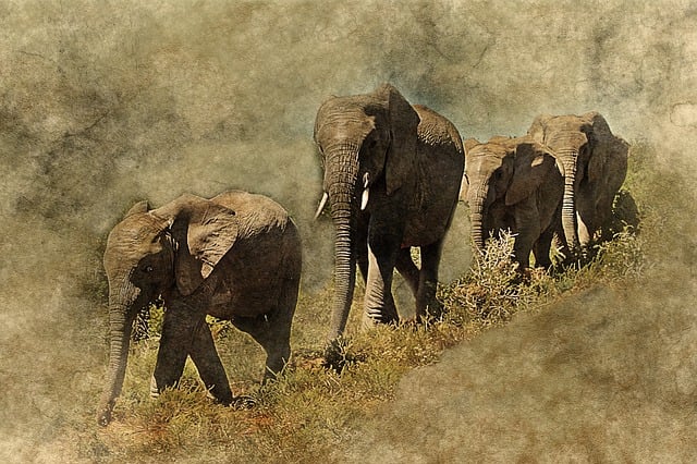 Download free HD stock image of Elephant Animal Free elephant animal art illustration