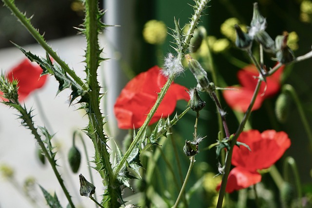 Free Flower Poppy photo and picture