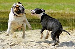 dogs, pets, young dog