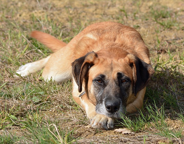 Câine, Animal De Companie, Animal