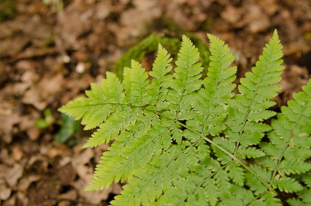 Free Forest Green photo and picture