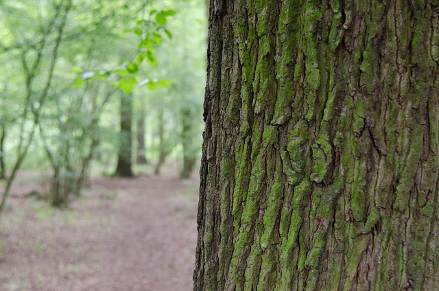 Free Tree Forest photo and picture