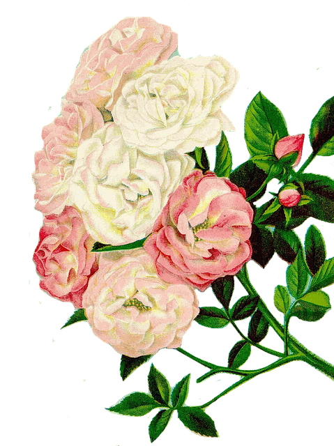 Rote Rosen Forum Kommentare Rote Rosen Forum Kommentare