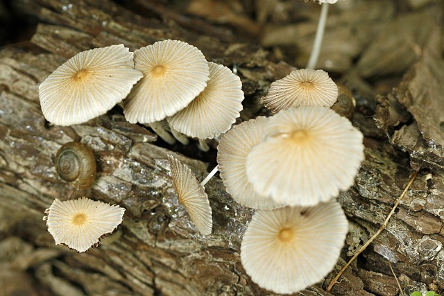 Free Mushroom White photo and picture