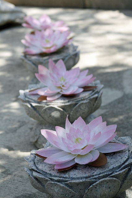 Free Lotus Many photo and picture