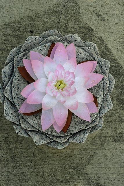 Free Lotus Round photo and picture