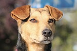 dog, hybrid, male