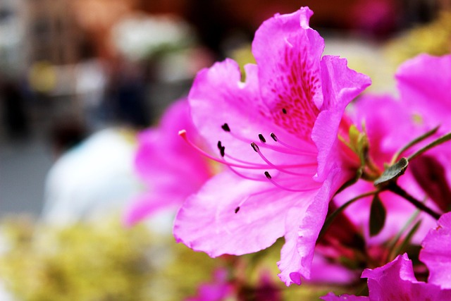 Blume, Natur, Sommer, Blumen Hintergrund