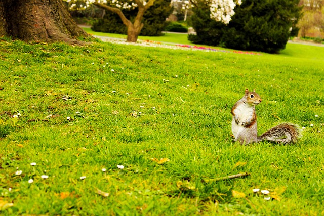 London, Eichhörnchen, Park, Tier, Natur