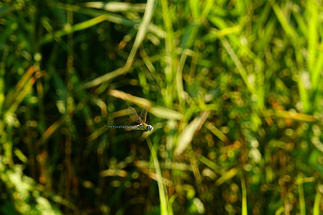 Dragon-Fly Flying Insect - Free photo on Pixabay - Pixabay