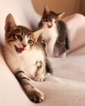 cats, glad, two