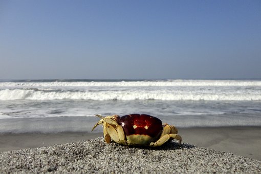 Sea, Beach, Crab, Water, Clouds, Wave