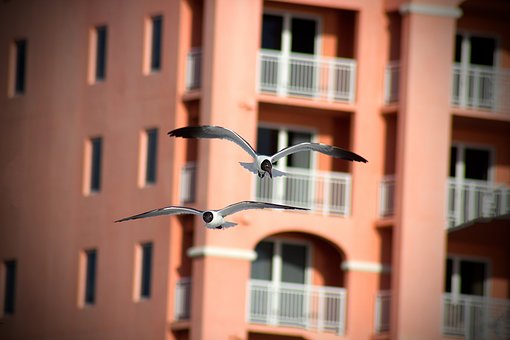 Free Seagulls Birds photo and picture