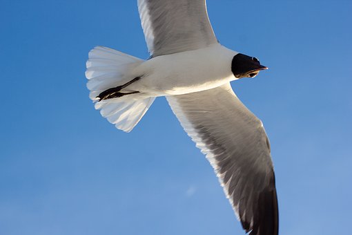 Free Flying Nature photo and picture