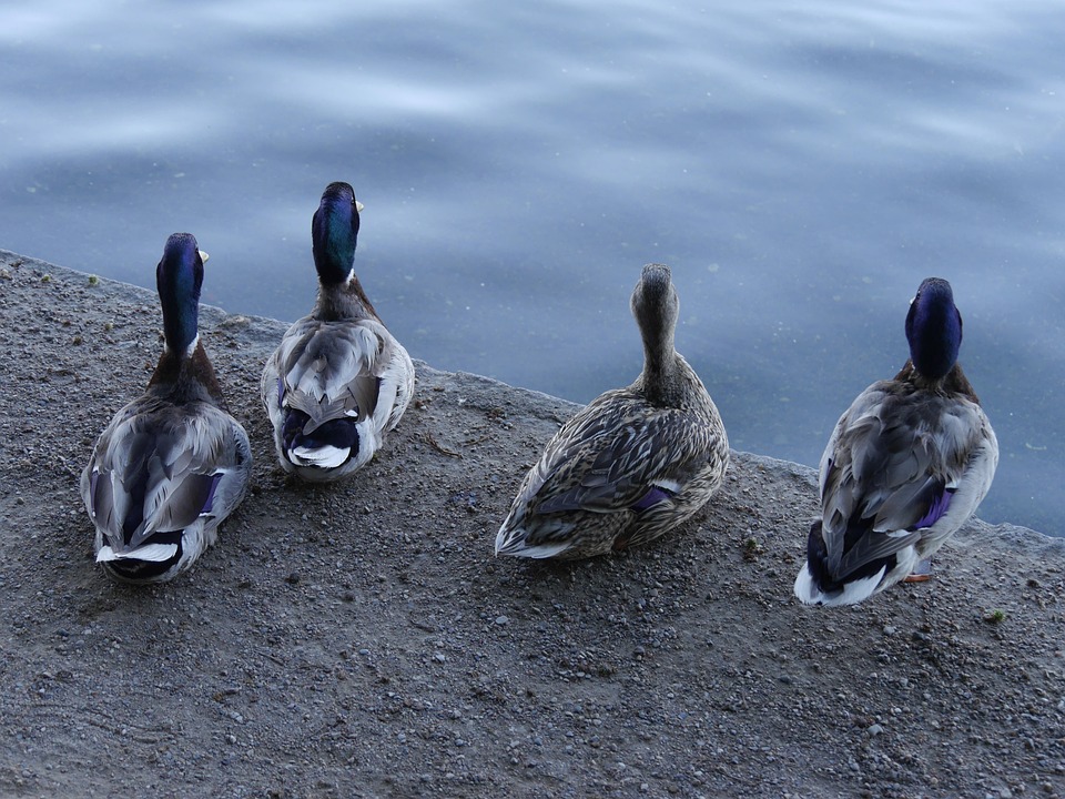 Ducks Four Pensive - Free photo on Pixabay