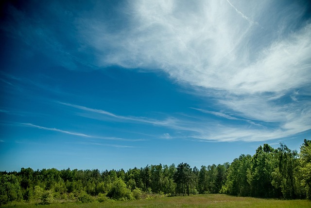 Free Forest Landscape photo and picture