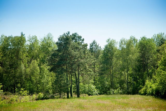 Free Forest Landscape photo and picture