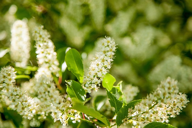 Free Flowers Beautiful Flowers photo and picture