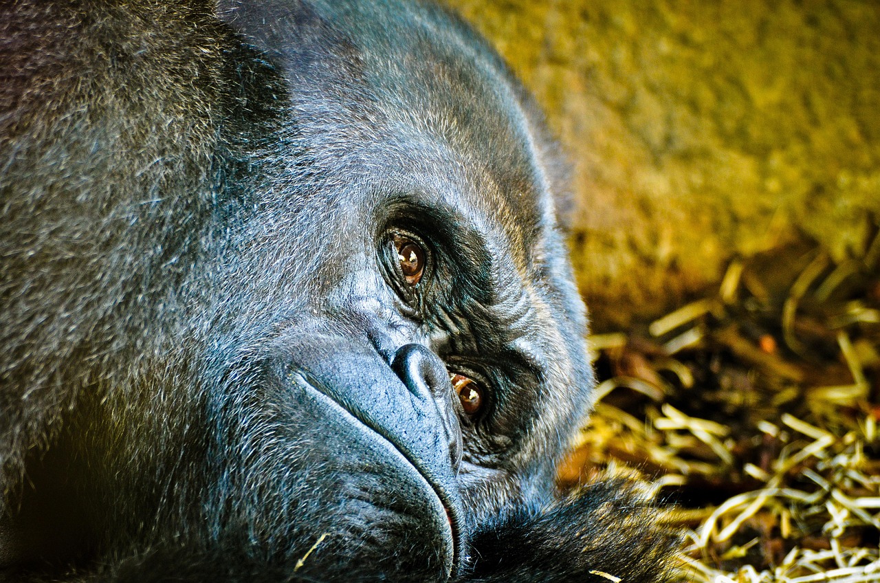 Gorilla - free online jigsaw puzzle photo