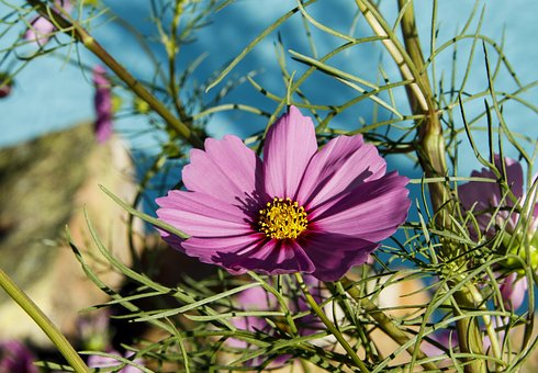 Blomst, Lyserød, Plante, Blomst Baggrund