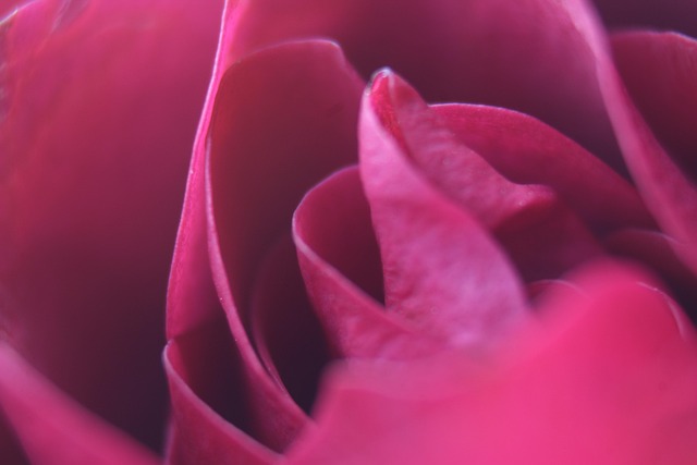 Free Rose Romance photo and picture