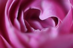 flower, heart, love