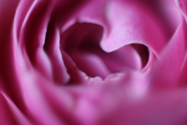 Free Flower Heart photo and picture