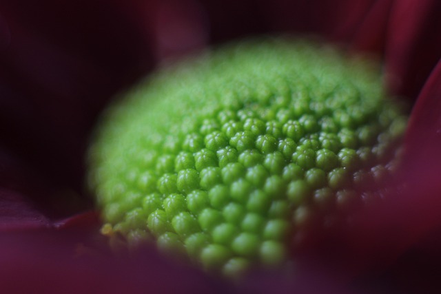 Free Macro Flower photo and picture
