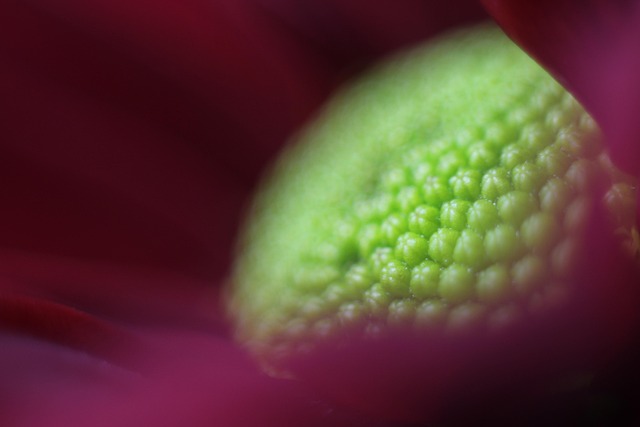 Free Macro Flower photo and picture