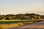 forest, road, summer