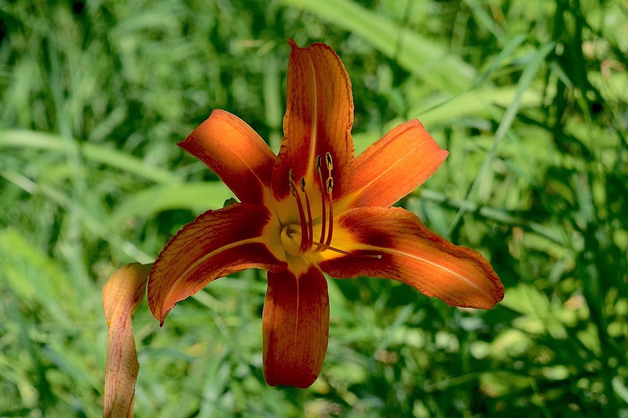 Dia Bloom Flor Tiger Lily Lirio De Día - Foto gratis en Pixabay - Pixabay