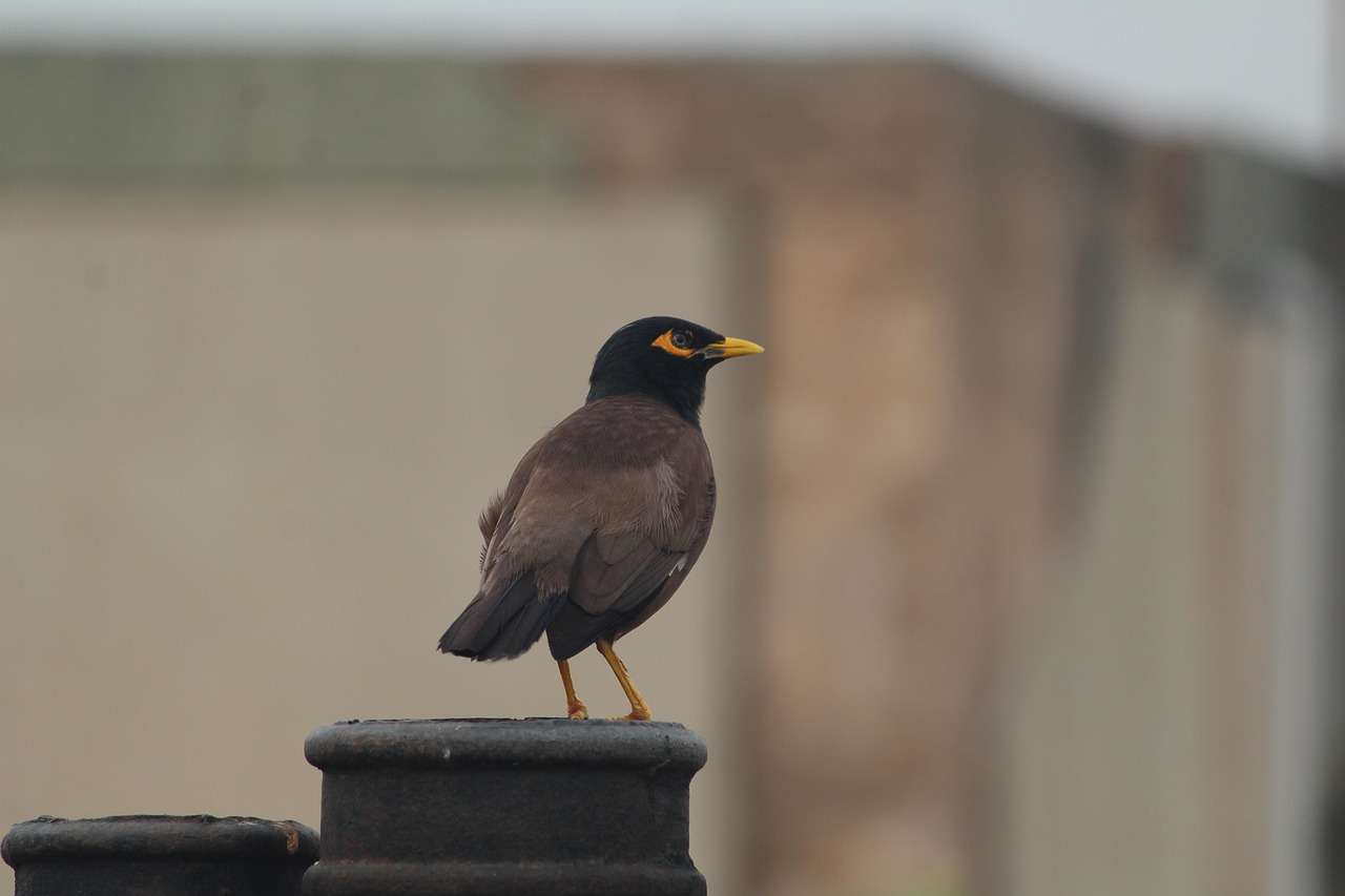 Myna Element Myna Commun - Photo gratuite sur Pixabay - Pixabay