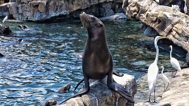 Seelöwe, Natur, Tier, Seaworld