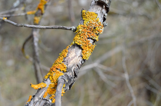 Free mushrooms nature lichen illustration