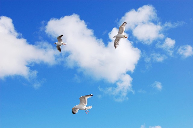 Free Seagulls Sea photo and picture